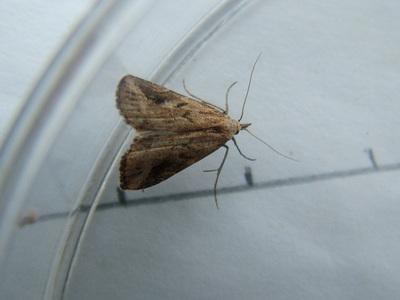 Pinion-streaked Snout